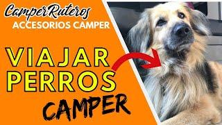 viajar con PERRO en FURGONETA 8 ACCESORIOS IMPRESCINDIBLES #10