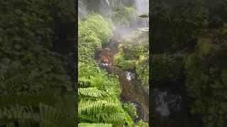 WOW! TROPICAL POND