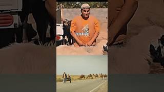 ПЕЙШ КИРГИЗСКИЙ ФИЛЬМ. #film #trailer
