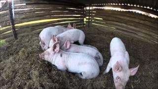 Piglets having fun