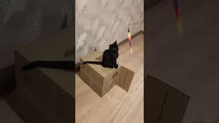 Устала я с вами играться .. кошечка Ласточка #оле7 #cat #cats