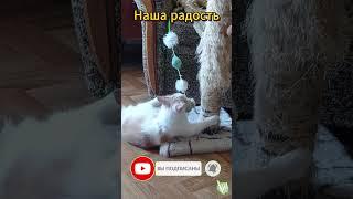 Кошка Лиза – я твой стресс (0052) Приколы с котами! Смешные коты! Самые смешные коты! С озвучкой!