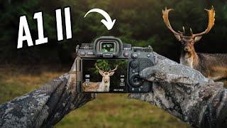 POV Wildlife Photography - Stealth mode w/ Sony A1 II