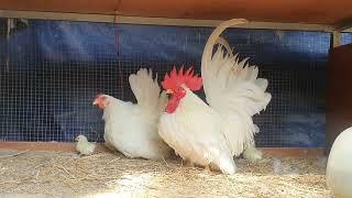 Bantam chickens breed family