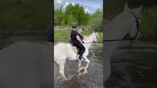 Марсель искупала всадника🫣 #лошадки #horse #лошади #моялошадь