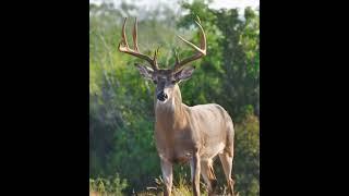 South Texas Whitetail Deer #deer #wildliferescue #nature #smartsocietymysteries #texas