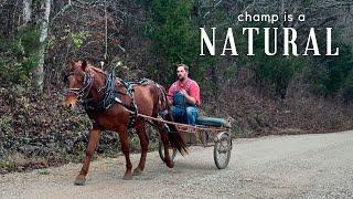 EPS 2: THE WORLDS MOST VERSATILE HORSE - Stallions First Cart Ride!