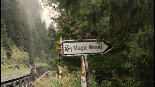 magic wood summer '24