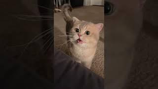 CASH! Come on, stop meowing! Of course I love you more than the TV