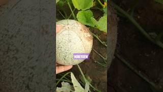 Honeydew variety fruiting in aharaura soil #muskmelonboy #muskmelonfarming #fruiting