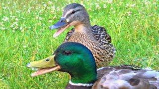 Mallard Duck Couple Running Around Quacking [4K]