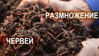 Вермитехнология и селекция червей