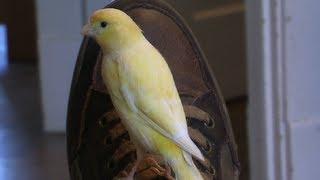 Canary Flying around the house - Super  Hand Tame -