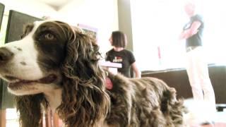 Pet Angels: www.petangels.co.nz