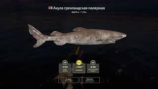 Русская Рыбалка 4! НОРВЕЖСКОЕ МОРЕ!! Опах! Трофейная Сайда!! 170 Яма! Russian Fishing 4