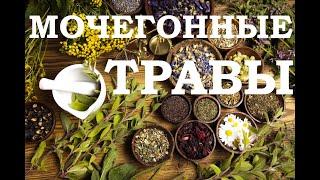 Мочегонные травы. Лечение почек. Камни в почках. #камнивпочках#мочегонныетравы