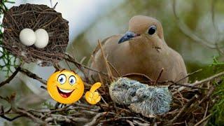 ГОРЛИЦА Весной || Turtle Dove in Spring|| Мусича || Musicha