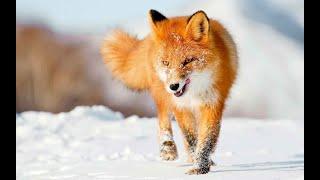 The common fox is a predatory animal. Description of the fox