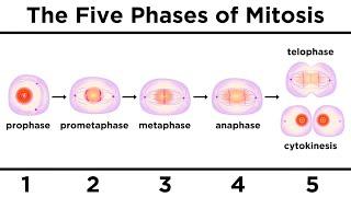 Mitosis: How One Cell Becomes Two