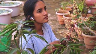 One Day Vlog | Gardening days ,Brinjal Plantation Bonsai Placements and many more | #gardenerview