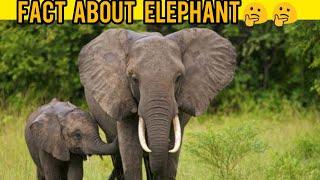 Fact About Elephant #Shorts #YRT