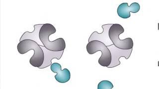 Allosteric Regulation of Enzymes