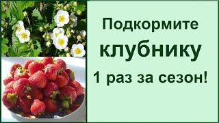 Чем удобрять клубнику во время цветения для лучшего урожая?