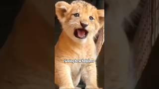 The reunion of the man and the Lion King#animals #shorts #pets #cute #funny #lion #king #love