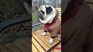 Мопс Мистер Джордж: божий дар🫠 #mrgeorge #pug #мопс #собака #приколысживотными #прикол #смех #милые