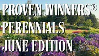 What's Blooming In June | Proven Winners® Perennials
