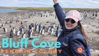 Penguin Tour in Bluff Cove, Port Stanley, Falkland Islands (Malvinas)