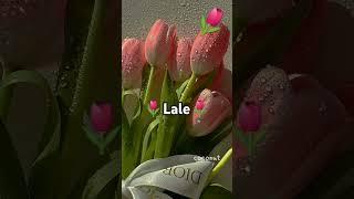 #lale