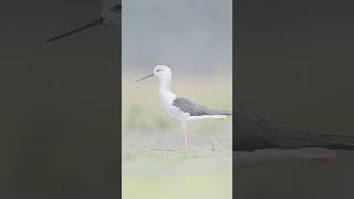 Wildlife Photographer / black winged stilt /  #photography #youtubeshort  #birds #wildlifephotograph