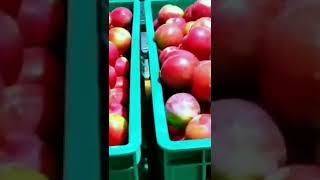 plum farming,smart agriculture from korea