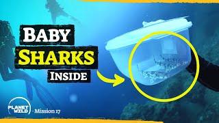 Rescued baby sharks return to the ocean for the first time!