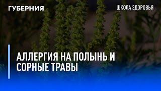 Аллергия на полынь и сорные травы. Школа здоровья. GuberniaTV