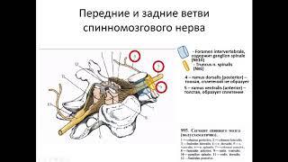 Формирование спинномозгового нерва.  Задние ветви спинномозговых нервов