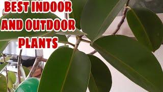 BEST INDOOR AND OUTDOOR PLANTS | MY PLANTS #Shorts