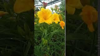 Daylily 'Stella D'Oro'