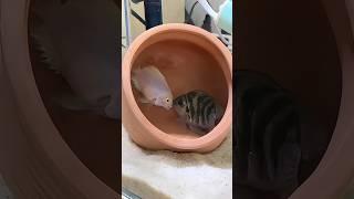 Two fish bring gifts.-1#animals #fish #cute #baby #family #fyp #youtubeshorts #shorts
