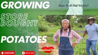 Growing Potatoes From The Market! Was It Worth It?