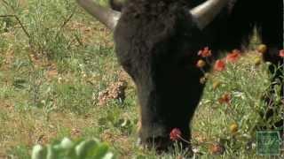 Saving the Southern Plains Bison at Caprock Canyon State Park, Texas