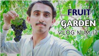 My Fruit Garden || New Vlog || Sheraz Ali Dall ||