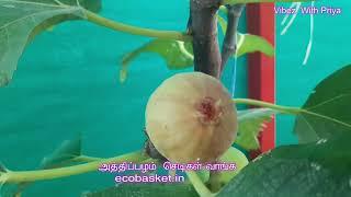 Fig Fruit Plant(29-8-2024)|Vibez With Priya