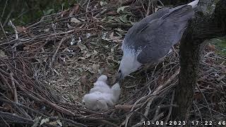 Sydney White-Bellied Sea-Eagle 13.08.2023 17:15