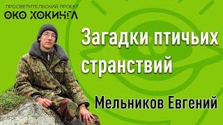 Евгений Мельников - Загадки Птичьих Странствий