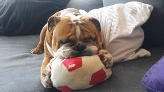 Enzo (English Bulldog) and the ball