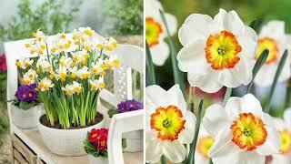 Roberta's 25-Piece Growers Choice Mixed Daffodil Bulbs on QVC