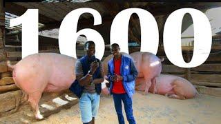 How This Young Millionaire Farms 1600 Pigs