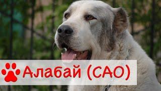 Алабай | Среднеазиатская овчарка | Все о породе